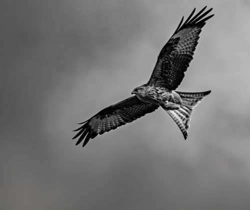Paul-Matthews On-the-Wing 1