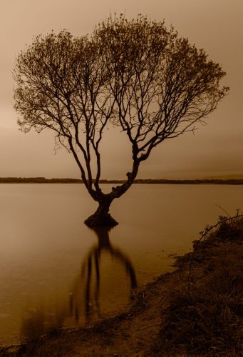 Lonely Tree at Kenfig