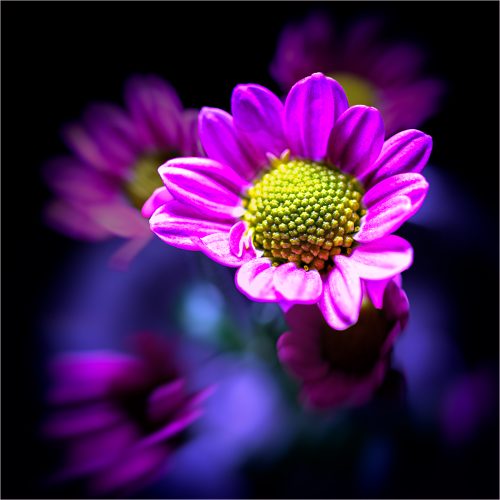 The-Flower-Head