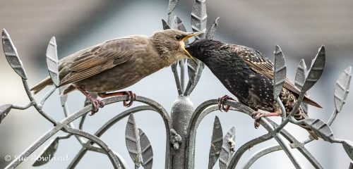 Feed-Me