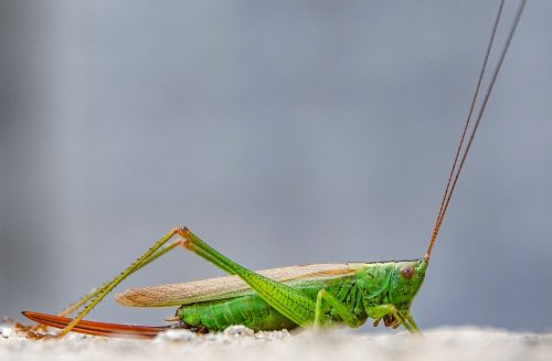 Patience-Young-Grasshopper