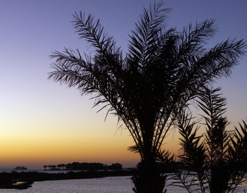 Palms-at-Sunset