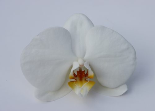 White-on-White